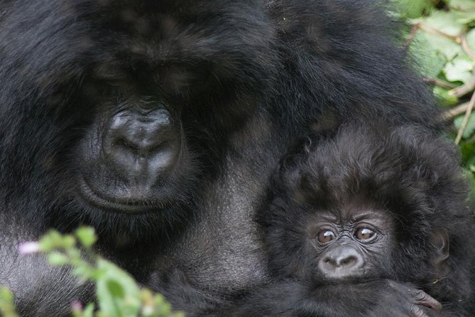 From Kigali: 10 Hour Day-trip Rwanda Gorilla Trekking with Lunch - Why this short Rwanda safari works