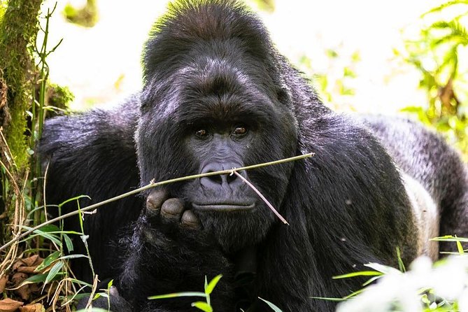 From Kigali: 10 Hour Day-trip Rwanda Gorilla Trekking with Lunch - Following the guides into the forest