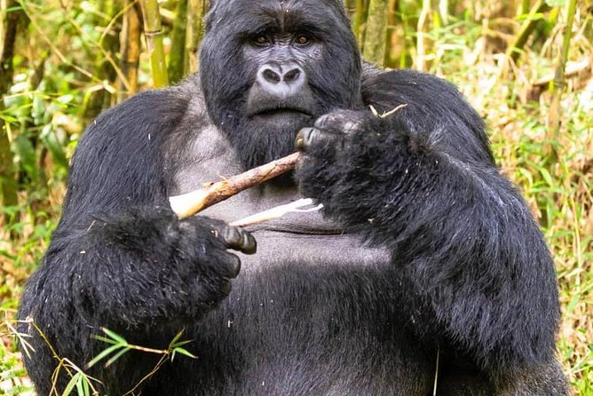 From Kigali: 10 Hour Day-trip Rwanda Gorilla Trekking with Lunch - Guides, drivers, and the human side of the day