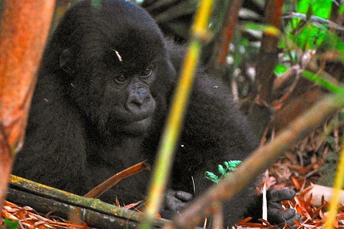 From Kigali: 10 Hour Day-trip Rwanda Gorilla Trekking with Lunch - Who should choose this one-day trek