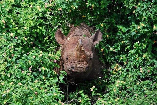 From Kigali: 12 Hour Custom Day trip for game Drive in Akagera NP - Why Akagera makes sense from Kigali