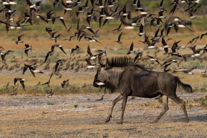 From Kigali: 12 Hour Custom Day trip for game Drive in Akagera NP - The Lake Ihema boat trip and shorter drive