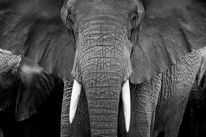 From Kigali: 12 Hour Custom Day trip for game Drive in Akagera NP - Guides who shape the day