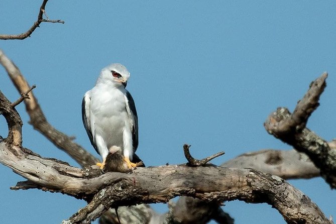 From Kigali: 12 Hour Custom Day trip for game Drive in Akagera NP - Who should book this safari