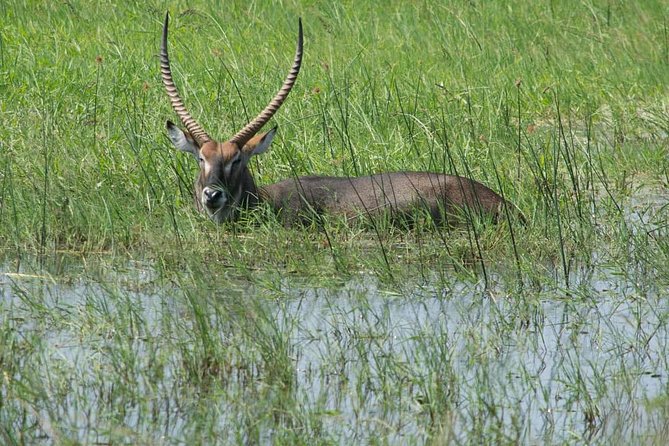 From Kigali: 12 Hour Custom Day trip for game Drive in Akagera NP - A full game drive with time to search