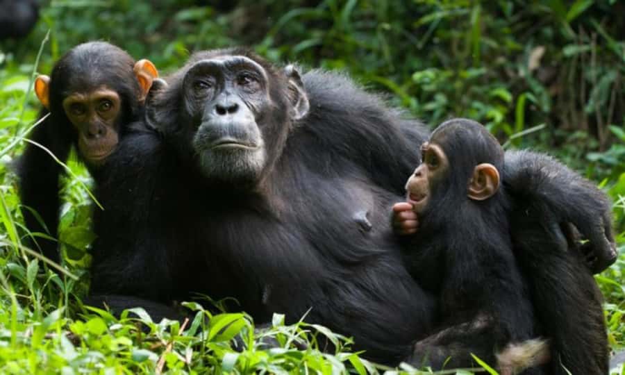 From Kigali: 2-Day Nyungwe National Park with Chimps Tour - Returning through Nyanza King’s Palace Museum