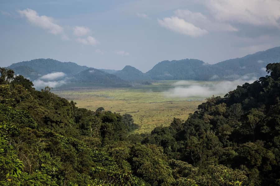 From Kigali: 2-Day Nyungwe National Park with Chimps Tour - How the guiding and private format affect the day