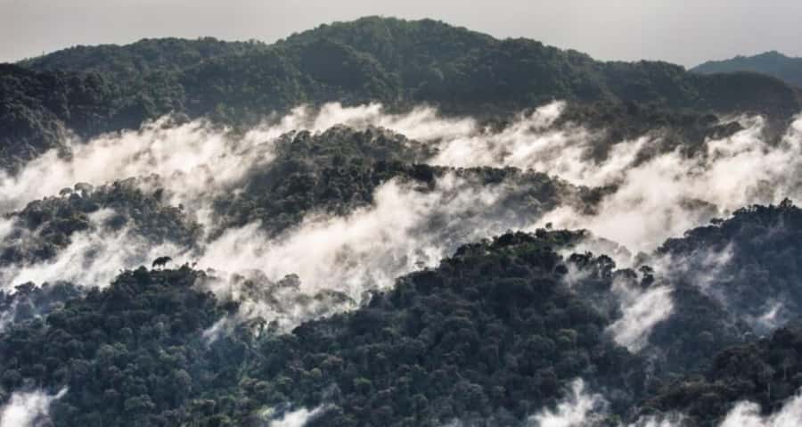 From Kigali: 2-Day Nyungwe National Park with Chimps Tour - Who should book this Nyungwe tour?