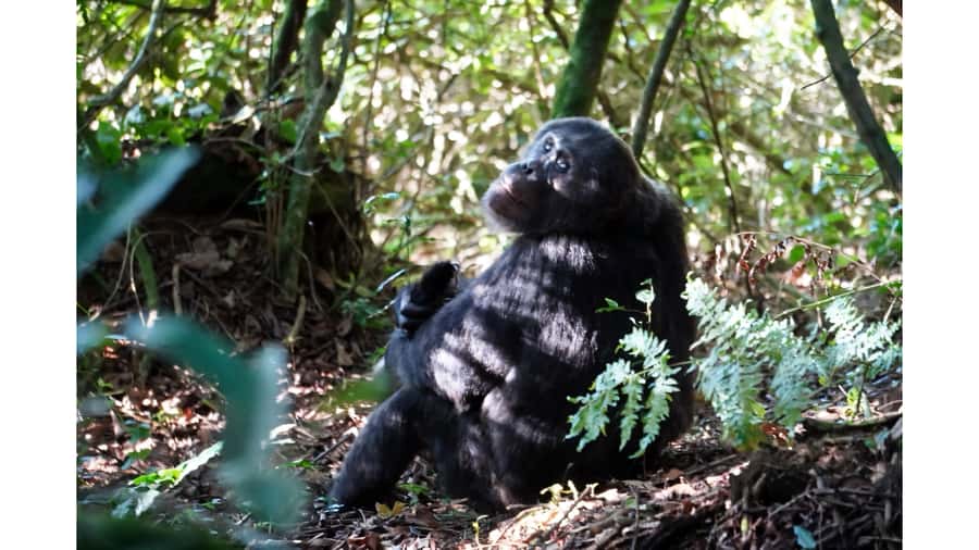 From Kigali: 2 days chimpanzee trekking and canopy walk - Ndambarare Waterfall and the quieter finish