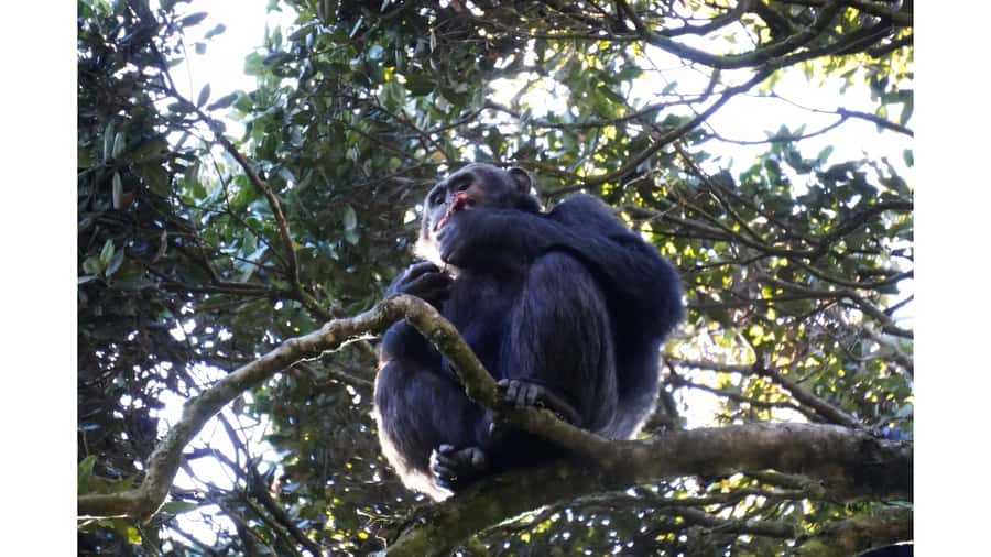 From Kigali: 2 days chimpanzee trekking and canopy walk - Who should book this two-day outing?