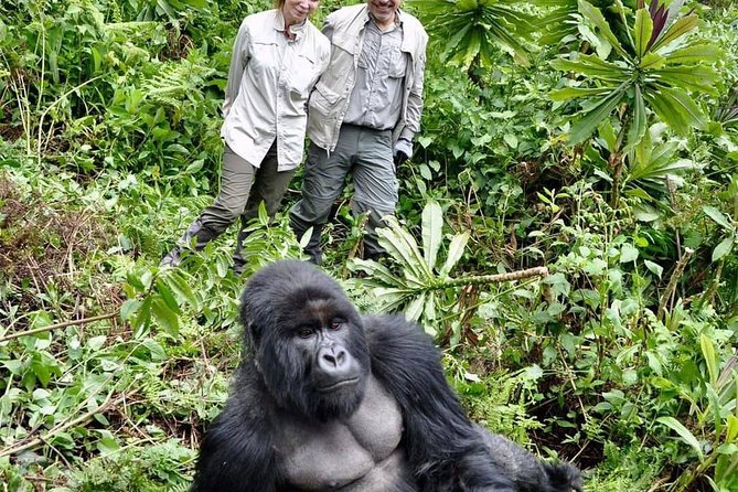 From Kigali: 3 Days Gorillas and golden monkeys trek Adventure - Day three: golden monkeys in the lower bamboo forest