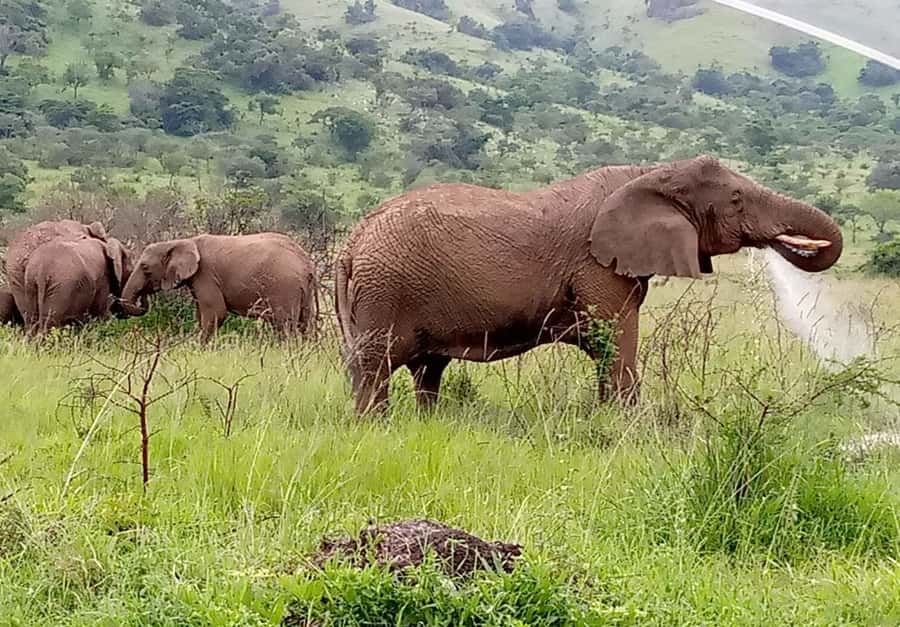 From Kigali: 8-Day Gorillas, Chimps, Big 5 & Big Cats Safari - Why this safari covers so much of Rwanda