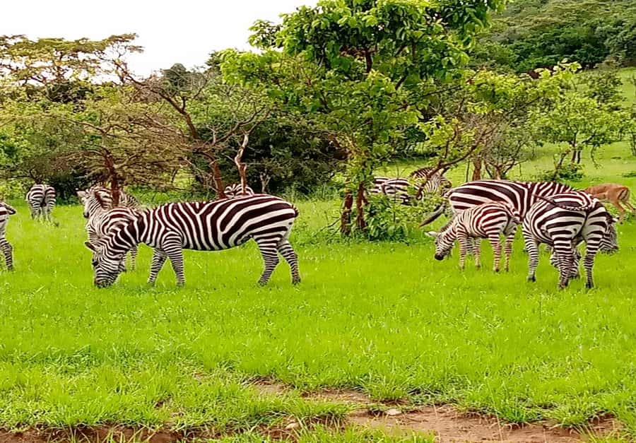 From Kigali: 8-Day Gorillas, Chimps, Big 5 & Big Cats Safari - Day 3: Kigali, Musanze, and banana beer
