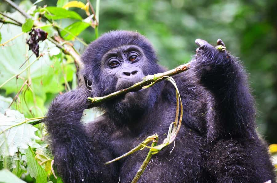 From Kigali: 8-Day Gorillas, Chimps, Big 5 & Big Cats Safari - Day 5: The demanding gorilla trek