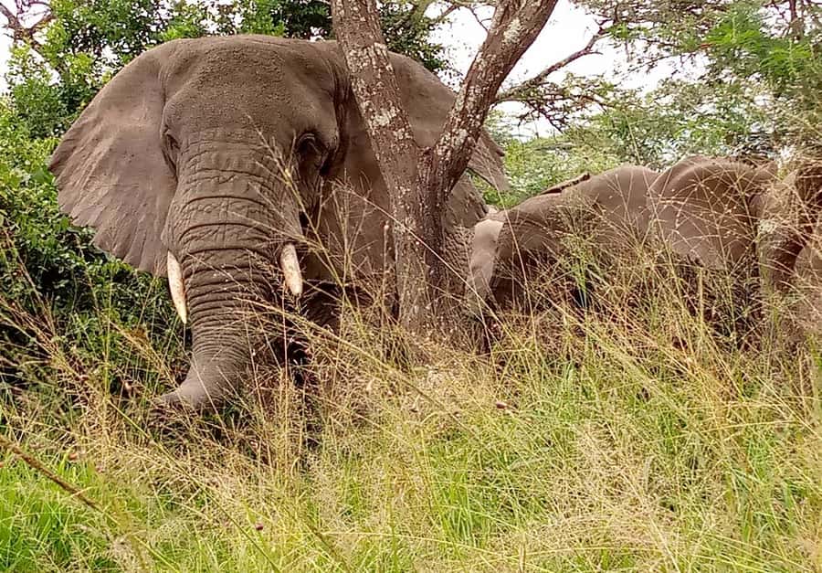 From Kigali: 8-Day Gorillas, Chimps, Big 5 & Big Cats Safari - What the $5,679 price really covers