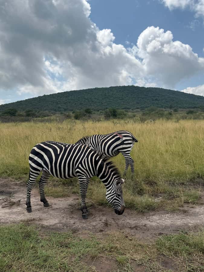 From Kigali: Akagera National Park Safari game drive - The guides are a major part of the value