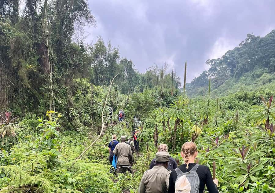 From Kigali: Bisoke Summit Trek, Crater Lake 1 Day Safari - The Short Transfer to the Bisoke Trailhead