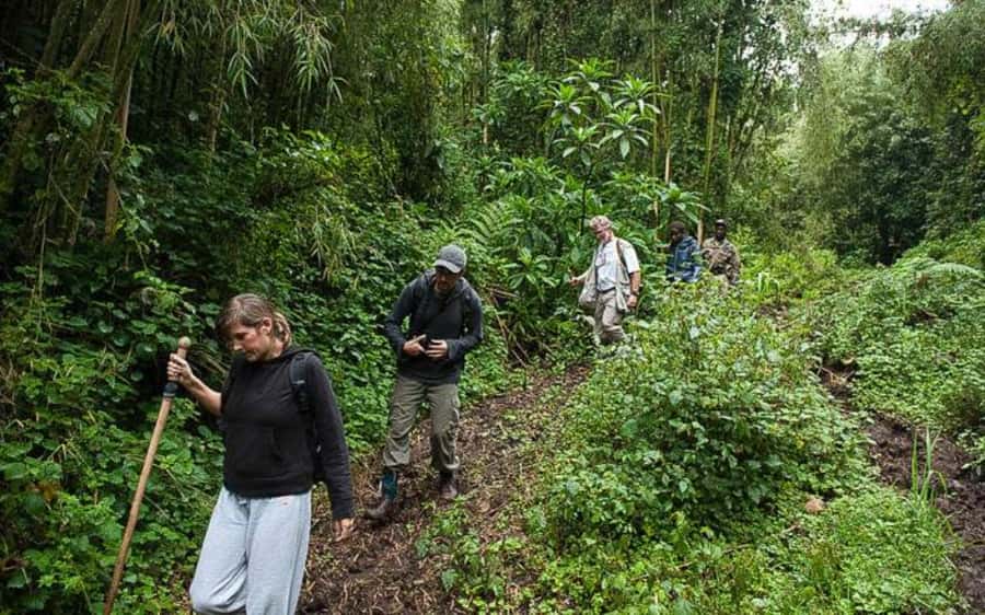From Kigali Rwanda Gorilla tracking Day-trip - Key points before you book