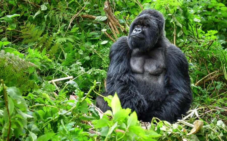 From Kigali Rwanda Gorilla tracking Day-trip - Who will enjoy this experience most