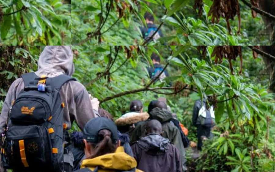 From Kigali Rwanda Gorilla tracking Day-trip - Why this Kigali gorilla trip is worth considering