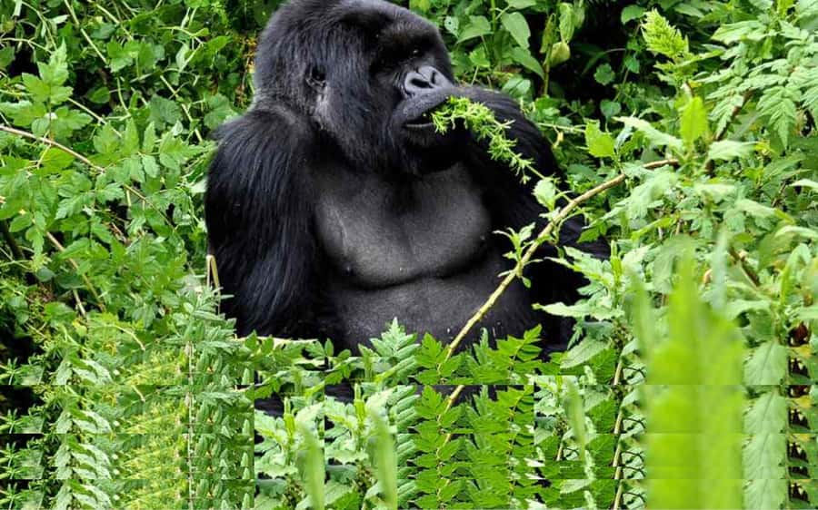 From Kigali Rwanda Gorilla tracking Day-trip - Coffee, rules, and the Volcanoes National Park briefing