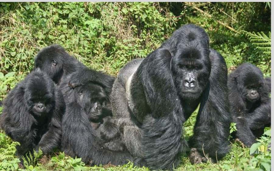 From Kigali Rwanda Gorilla tracking Day-trip - The hike can last 30 minutes or several hours