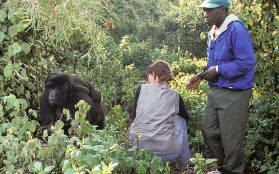 From Kigali Rwanda Gorilla tracking Day-trip - One hour with a gorilla family
