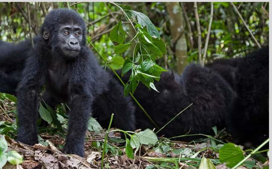From Kigali Rwanda Gorilla tracking Day-trip - Lunch and the Musanze cultural visit