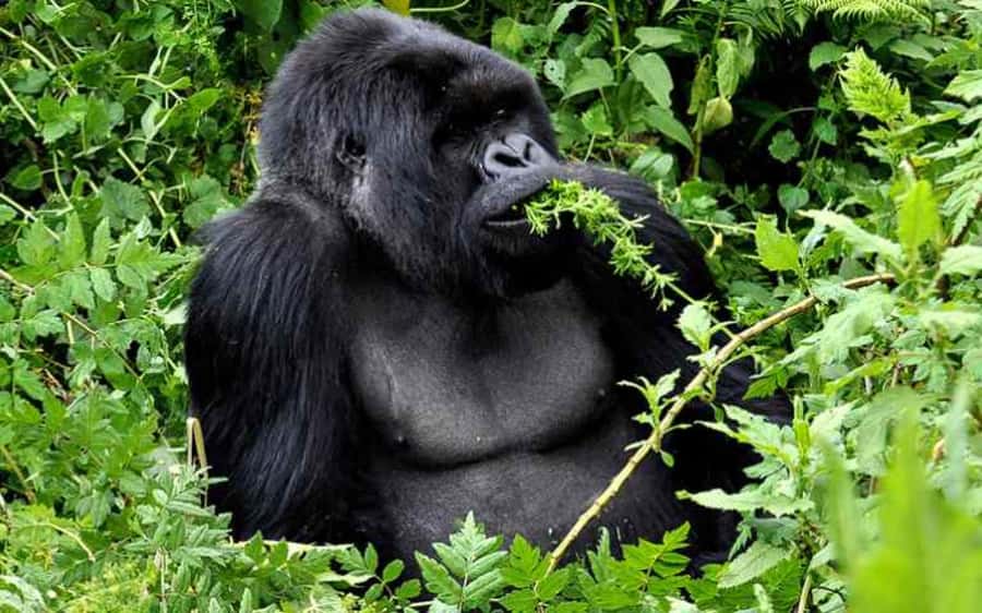 From Kigali Rwanda Gorilla tracking Day-trip - What the $255 price really covers