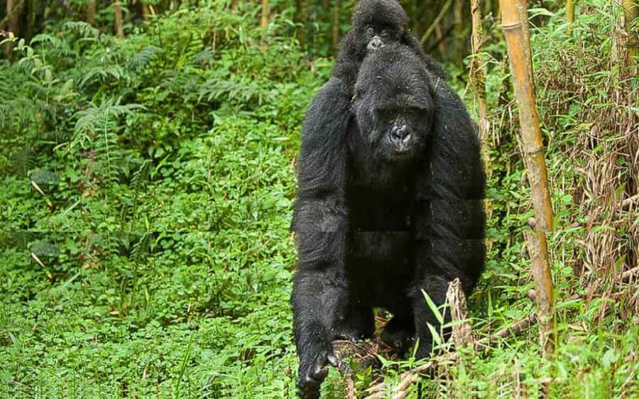 From Kigali Rwanda Gorilla tracking Day-trip - The 4:30am departure from Kigali