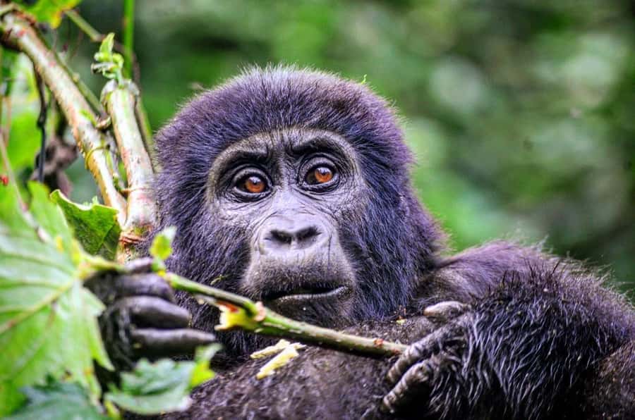 From Kigali: Volcanoes National Park Gorilla Trek with Lunch - Why this Kigali gorilla trek is such a major day