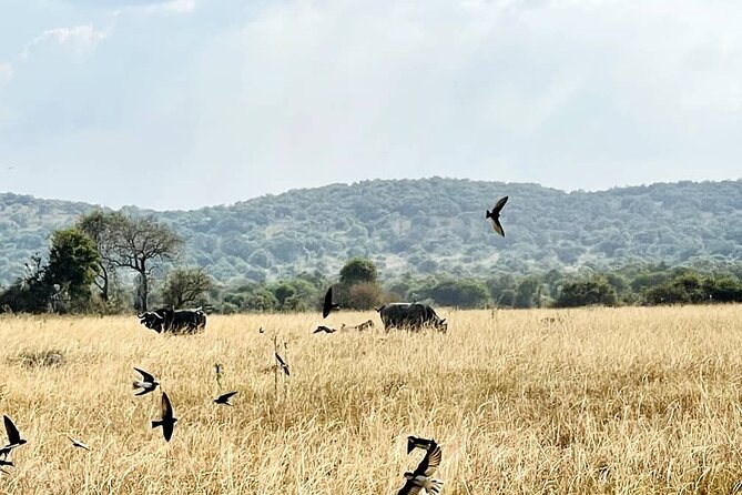 Full Day Akagera National Park Game Drive and Boat Safari - Key points to know before you book
