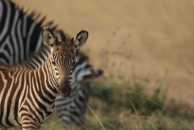Full Day Private Akagera National Park Safari Tour in Rwanda - Key points to know before you book