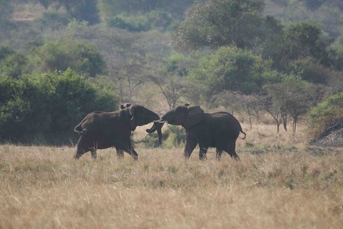 Full Day Private Akagera National Park Safari Tour in Rwanda - Akagera’s wetlands, mountains, and open plains