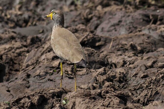 Full Day Private Akagera National Park Safari Tour in Rwanda - Birdwatching in a park better known for lions