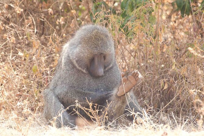 Full Day Private Akagera National Park Safari Tour in Rwanda - What the private format means for your day