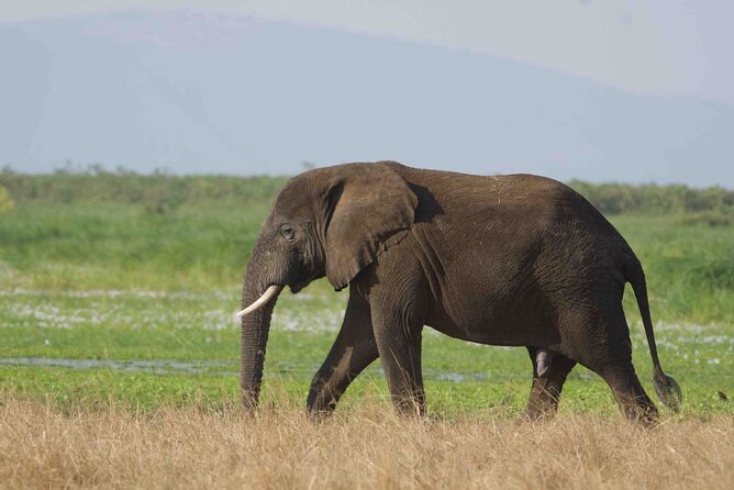 Full Day Private Akagera National Park Safari Tour in Rwanda - Searching for Akagera’s Big Five