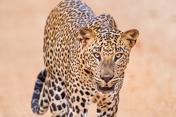 Full-Day Private Akagera National Park Tour with Lunch - Key points to know before booking