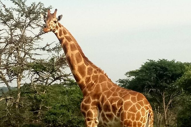 Full-Day Private Akagera National Park Tour with Lunch - Why Akagera makes a strong Kigali day trip