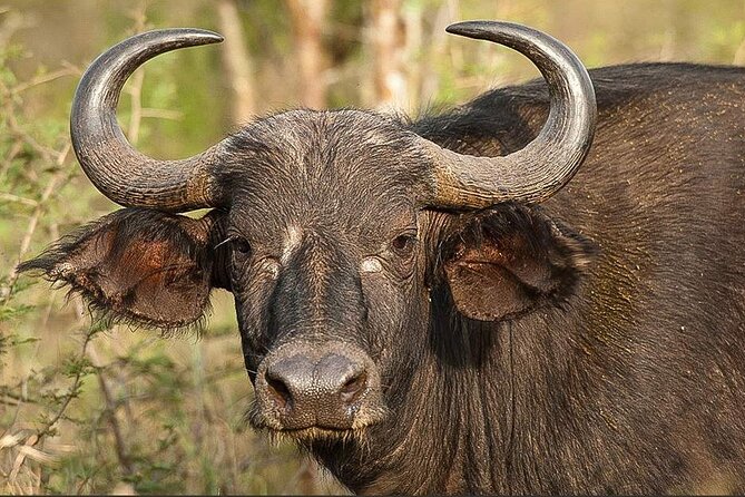 Full-Day Private Akagera National Park Tour with Lunch - The afternoon drive toward northern Akagera