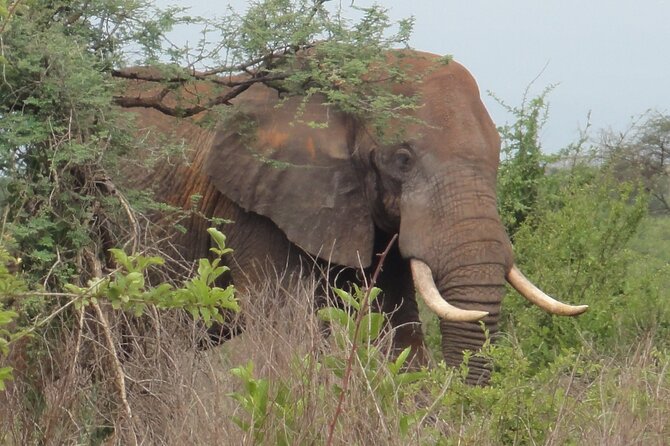 Full-Day Private Akagera National Park Tour with Lunch - Guides, communication, and the Sahihi Africa Tours approach