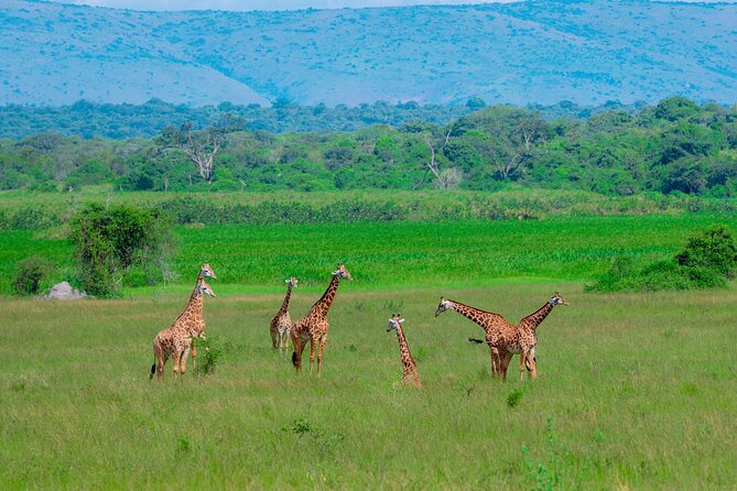 Full-Day Private Safari of Akagera National Park with Lunch - A useful pause at Imigongo Art Center