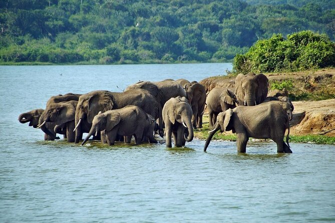 Full Day Shared Akagera Safari Tour with Lunch and Coffee - Leaving Kigali at 5:00 a.m.