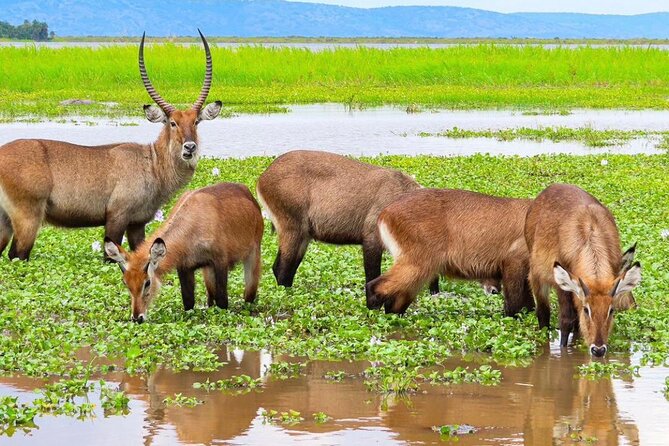 Full Day Shared Akagera Safari Tour with Lunch and Coffee - Lunch, drinks, and the value of the $390 price
