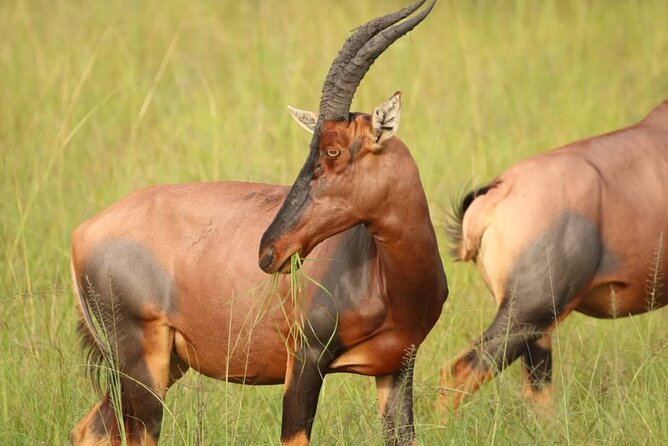 Full Day Shared Akagera Safari Tour with Lunch and Coffee - Returning to Kigali after the animals