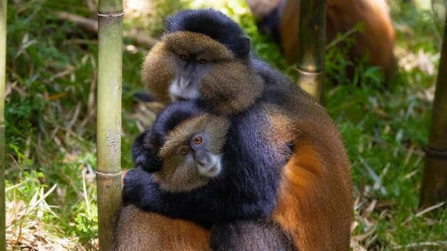 Golden Monkey Trekking with lunch - Key points before you book