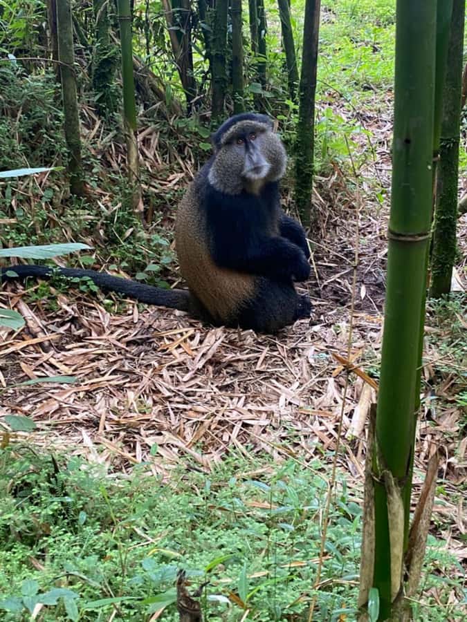 Golden Monkey Trekking with lunch - Practical packing advice for the eight-hour day