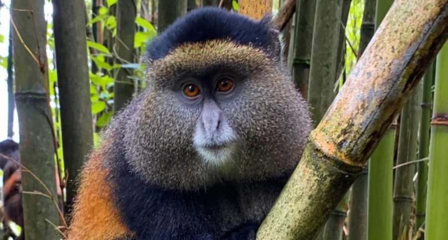 Golden Monkey Trekking with lunch - Lunch and the three-hour park visit