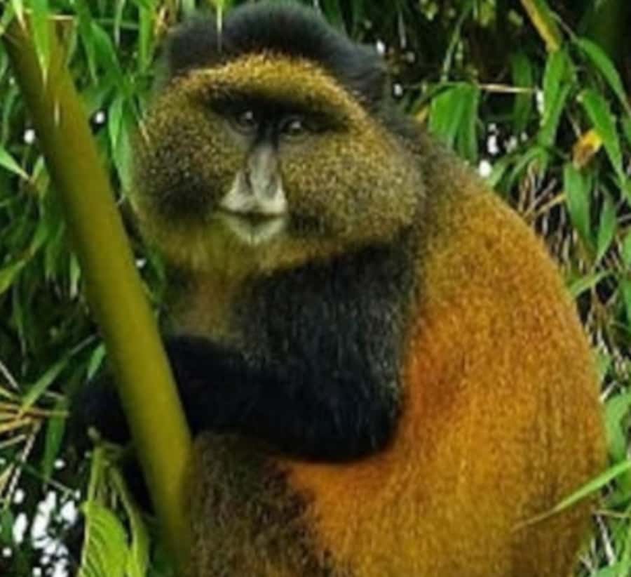 Golden Monkey Trekking with lunch - What the driver-guide adds to the day