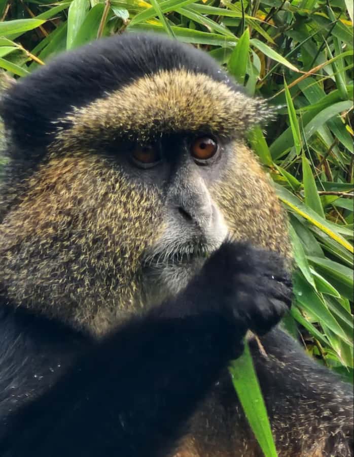 Golden Monkey Trekking with lunch - Is $420 per person a fair total?
